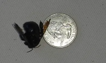 Carpenter bee next to a quarter