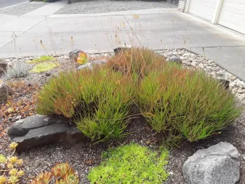 The orange variety has thinner leaves and stays more rounded
