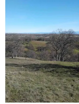 Blue oaks dot the foothills of the coast range,  Laura Lukes