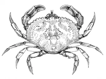 This is a dungeness crab, Cancer magister, that then Lynn Siri recorded and sketched in the San Francisco Bay. (Illustration by Lynn Siri Kimsey)