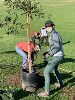 volunteers planting trees in the city of Redlands