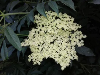Distinctive floral clusters of blue elderberry