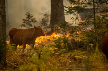 cow forest fire