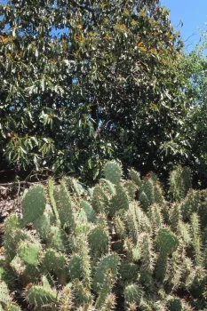 Prickly pear cacti, David Rosen, courtesy UC IPM Program