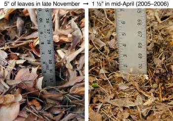 A comparison of leaf decomposition: left shows 5 inches of leaves in late November, and right shows 1½ inches in mid-April, with a ruler for measurement.