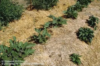 A vegetable garden with straw mulch covering the ground and rows of green plants with broad leaves growing in various sizes.