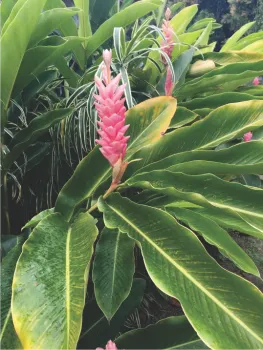 Ginger plant
