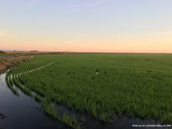 Figure 1. Delta rice is entirely drill-seeded, in contrast to the water-seeding done in the Sacramento Valley.
