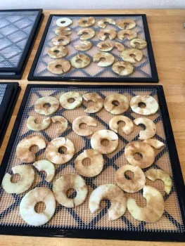 Apple rings on two dehydrator trays