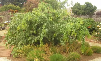 Black Locust ‘twisty baby'