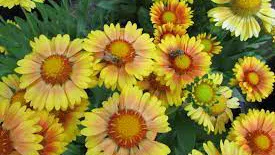 Gaillardia Arizona Apricot