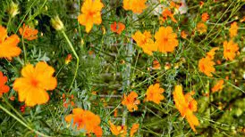 Cosmos 'Bright Lights'