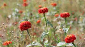 Zinnia zinderella red