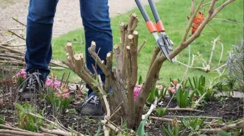 Pruning Buddleia davidii ‘Butterfly Bushes