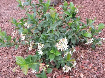 Star Jasmine