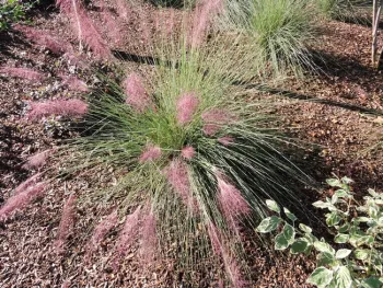 Pink Muhly Grass