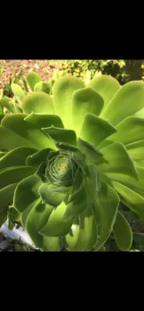 aeonium 2