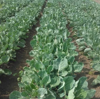 Brussels sprouts (photo: John Rachuy)