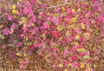 Loropetalum
