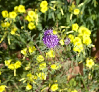 Phacelia tanacetifolia and Oxalis pes-caprae. A real bee feast!