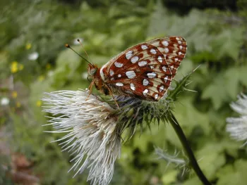 The Oregon silverspot butterfly, Speyeria zerene hippolyta. (Photo courtesy of U. S. Fish and Wildlife)