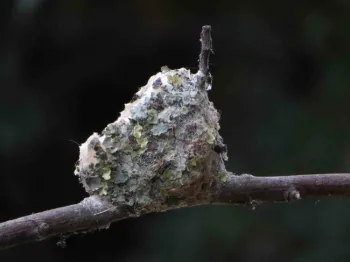Hummingbird nest, Jeanette Alosi
