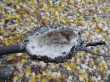 Hummingbird nest view from above, Jeanette Alosi