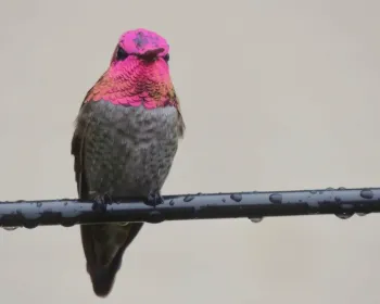Anna's hummingbird in Upper Bidwell Park, William Kees