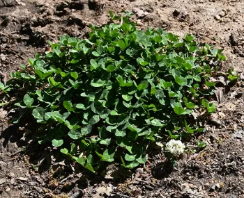 White clover White clover, Trifolium repens, is considered an ideal evolutionary organism to study: it is one of the most rapidly evolving species of flora and one of the most widespread. (Photo by Kathy Keatley Garvey)
