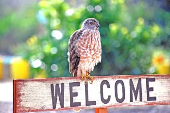 Sharp-shinned hawk, Ken Martin