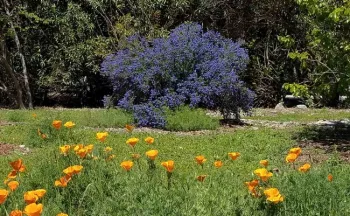 Poppies and Concha ceonothus, Jeanette Alosi