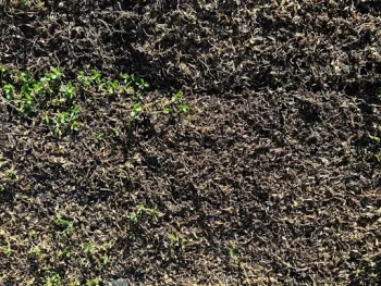 Here is an image now, of the sections that died off.