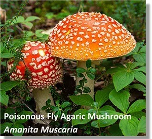 SecretLifeMushroom-01