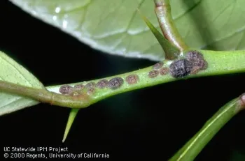 Adult black scale females and nymphs on twig. Photo by Jack Kelly Clark