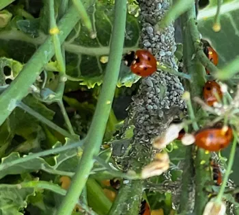 Aphid meal for the ladybugs.