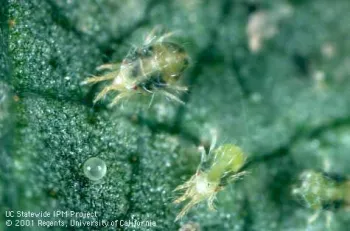 Strawberry spider mite Photo by Jack Kelly Clark