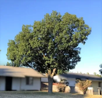 Green tree in the front yard of a house with a dead, brown lawn.