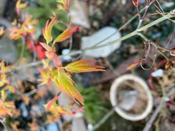 Tiny new leaves perfectly folded as they emerge