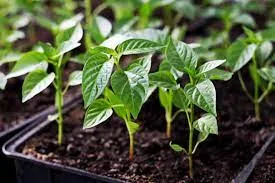May – Pepper transplants