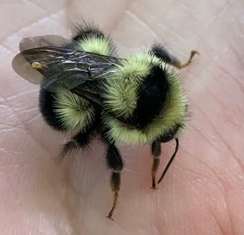 California Bumble Bee Atlas: What Citizens Found on a UC Davis