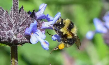 Black-tailed Bumble bee (B. melanopygus) on lupine, John Whittlesey