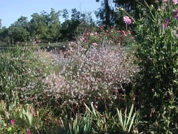 Gaura has lots of small flowers.