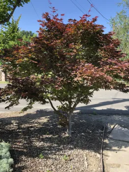 Japanese maple &lsquo;Bloodgood' is a fine small tree for the landscape.