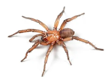 This is a newly discovered California trapdoor species from the genus Promyrmekiaphilai. Students 18 and under are invited to suggest a species name. (Photo from the Jason Bond lab)