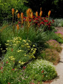 photos of red hot poker, yarrow and roses.