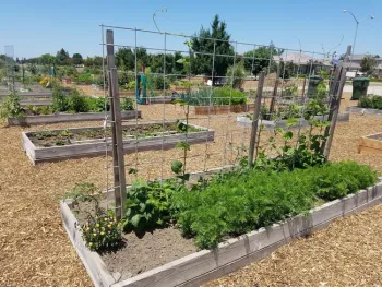 Garden boxes at Ripon Community Garden