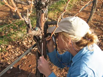 Lynn Wunderlich looking for Gill's mealybug