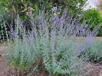 Russian sage, Jeanette Alosi