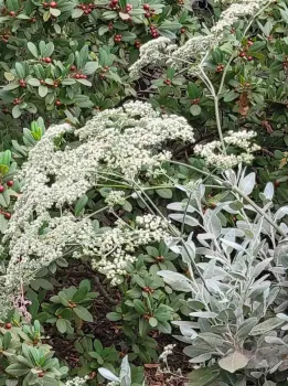 Giant Buckwheat has large clusters of flowers, Jeanette Alosi