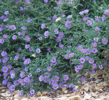 California aster 'Purple Haze' blooming